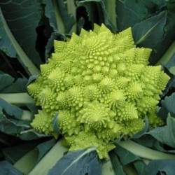 Choux Romanesco Veronica F1