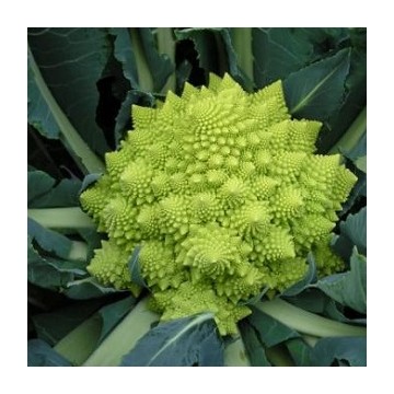 Choux Romanesco Veronica F1