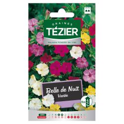 Belle De Nuit variée TEZIER