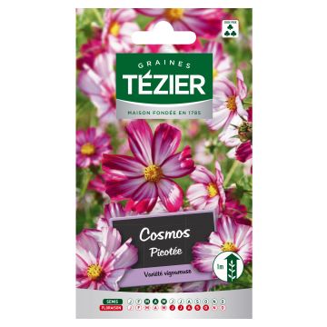 Cosmos Picotée TEZIER