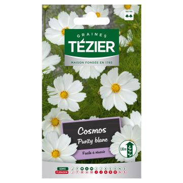 Cosmos Purity blanc TEZIER