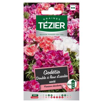 Godétia Double à Fleur d'Azalée varié TEZIER