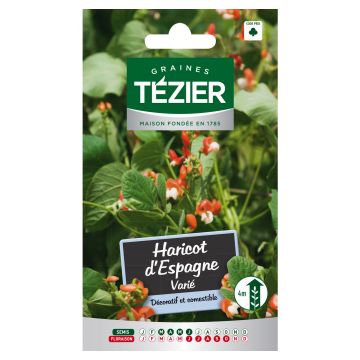 Haricot d'Espagne varié TEZIER