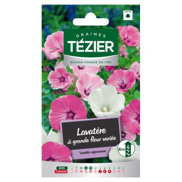 Lavatère à Grande Fleur variée TEZIER