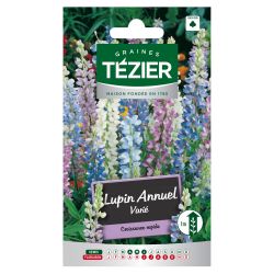 Lupin Annuel varié TEZIER