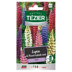 Lupin de Russel Hybride varié TEZIER