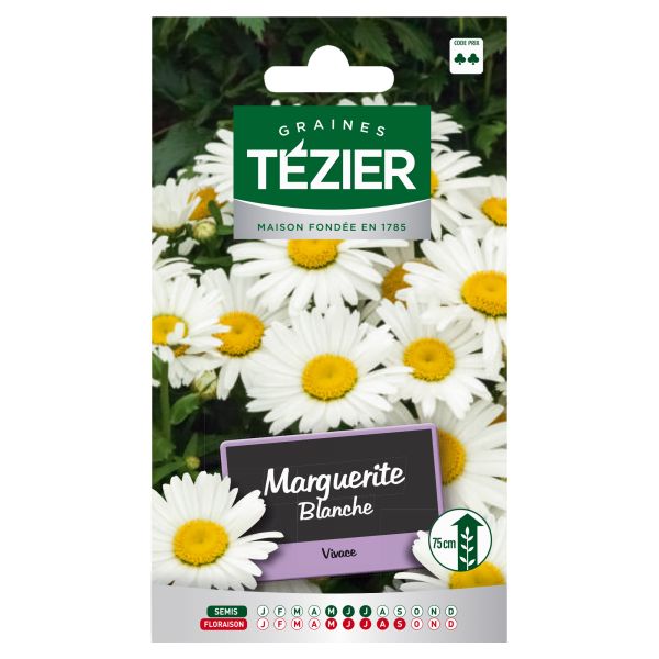 graines de fleurs Marguerite Blanche TEZIER