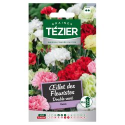 Oeillet des Fleuristes Double varié TEZIER