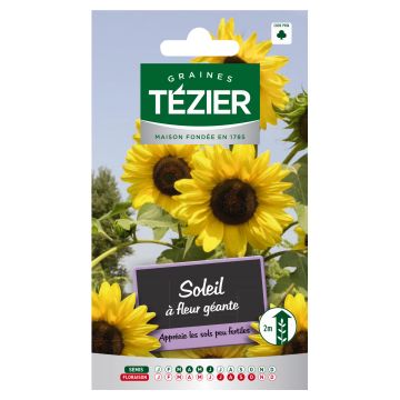 Soleil à Fleur Géante TEZIER