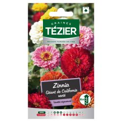 Zinnia Géant de Californie varié TEZIER