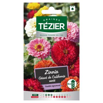 Zinnia Géant de Californie varié TEZIER