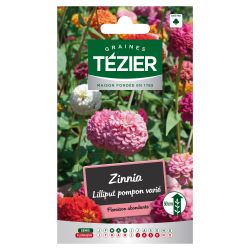 Zinnia Lilliput Pompon varié