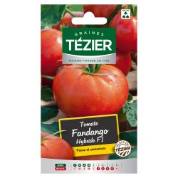 Tomate Fandango Hybride F1 TEZIER