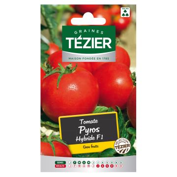 Tomate Pyros Hybride F1 TEZIER