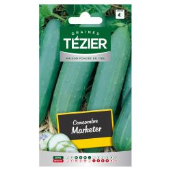 Concombre Marketer TEZIER