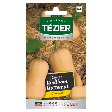 Courge Waltham Butternut TEZIER