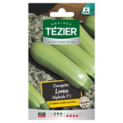 Courgette Lorea Hybride F1 TEZIER