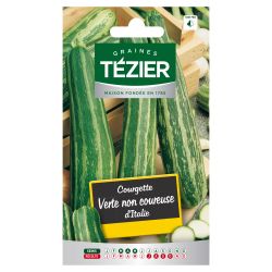 Courgette Verte non coureuse d'Italie TEZIER