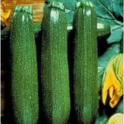 Courgette Partenon F1