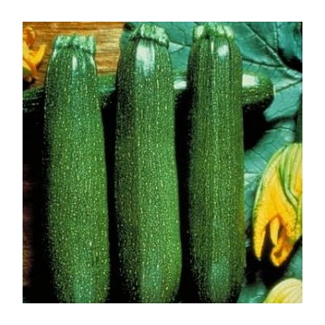 Courgette Partenon F1