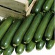 Courgette tempra F1