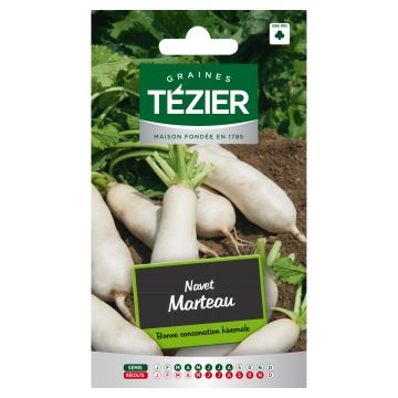 Navet Marteau TEZIER