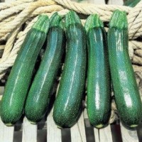 Courgette Tarmino F1