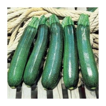 Courgette Tarmino F1