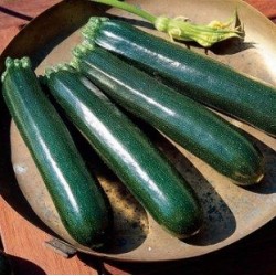 Courgette Mirza F1