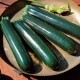 Courgette Mirza F1