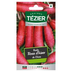 Radis Rose d'hiver de Chine TEZIER