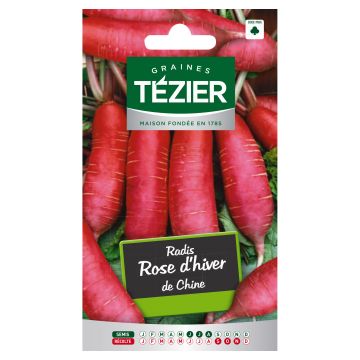 Radis Rose d'hiver de Chine TEZIER