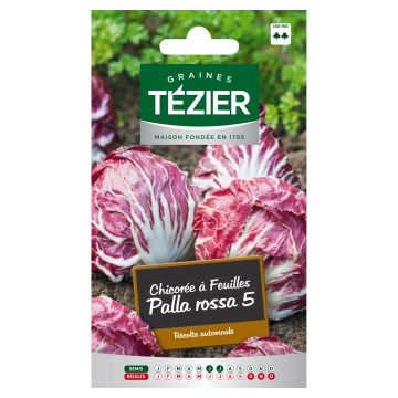 Chicorée à Feuilles Palla rossa 5 TEZIER