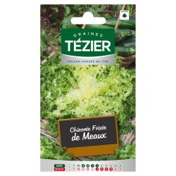 Chicorée Frisée de Meaux TEZIER