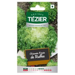 Chicorée Frisée de Ruffec TEZIER