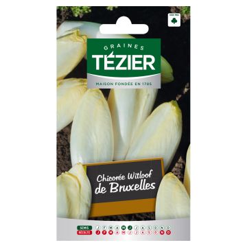 Chicorée Witloof de Bruxelles TEZIER