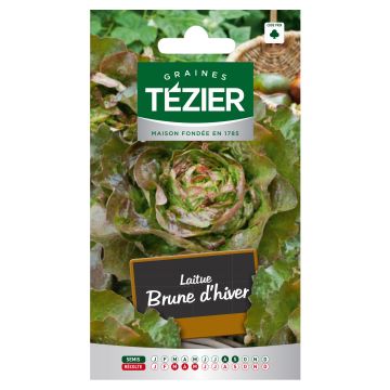 Laitue Brune d'hiver TEZIER