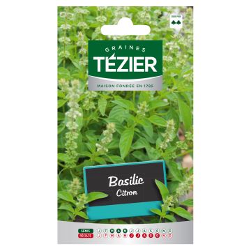 Basilic Citron TEZIER