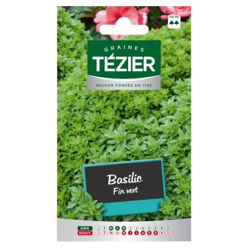 Basilic Fin vert TEZIER