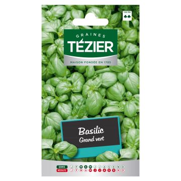 Basilic Grand Vert TEZIER