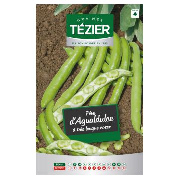 Fève d'Agualdulce à très longue cosse TEZIER