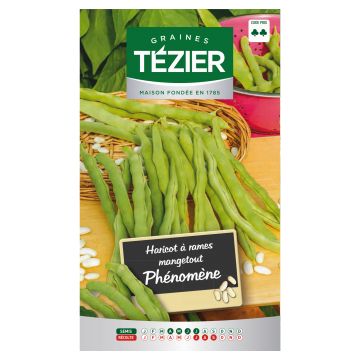 Haricot à rames mangetout Phénomène TEZIER
