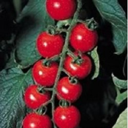 Tomate cerise Crockiny F1