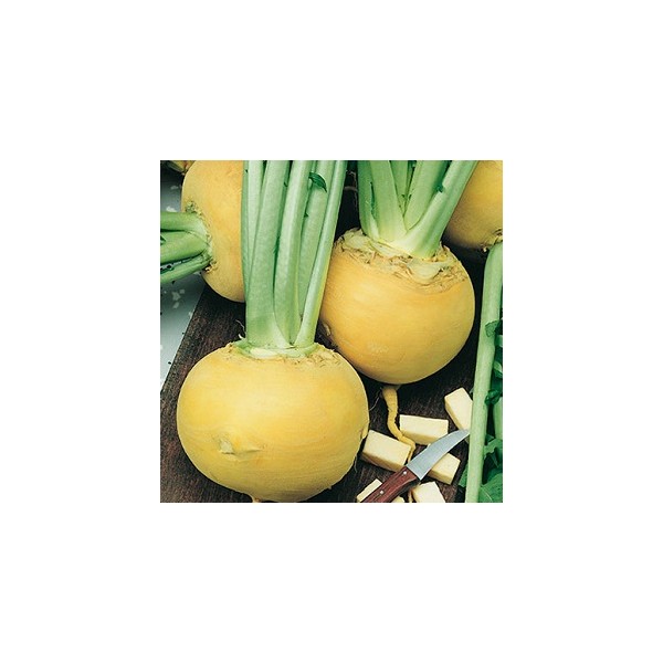 graines et semences Navet jaune boule