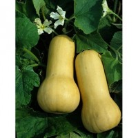 Courge Butternut Waltham 