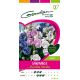 Campanule Double Variée GONDIAN