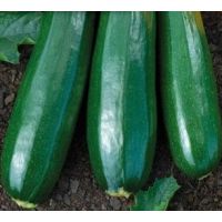 Courgette verte maraichère