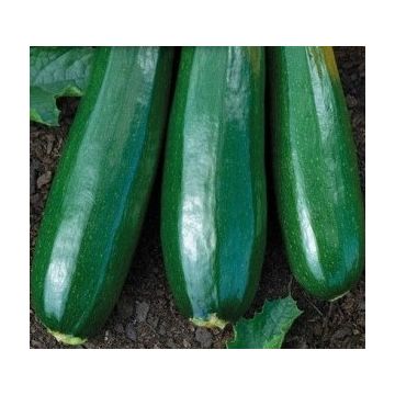 Courgette verte des maraichers