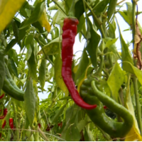 Piment doux des landes