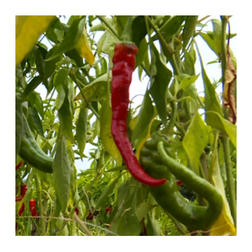 PIMENT DOUX D'ARMENIE - Les jardins de Vartan : Maraîcher